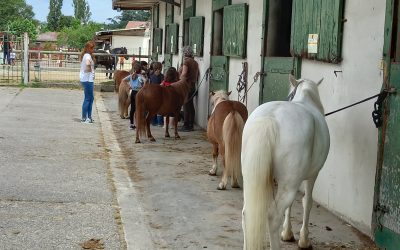 Protégé : CE1 CE2 au Centre équestre Lyon Parilly
