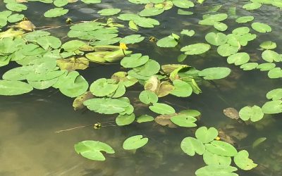 Protégé : Sortie à l’île Barbe pour les MS GS le jeudi 1 juin