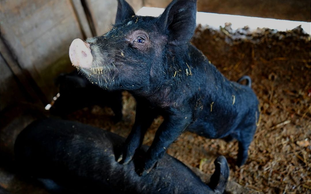 Protégé : Des photos de la classe verte des CE2-CM1