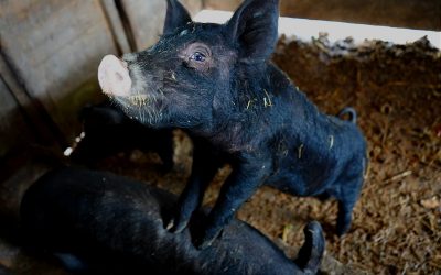 Protégé : Des photos de la classe verte des CE2-CM1