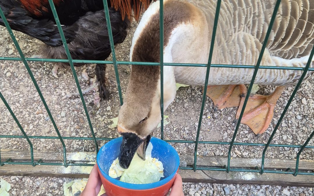 Visite d&rsquo;une ferme mobile pour les maternelles